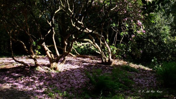 Bois des Moutiers (25) Juin 2012